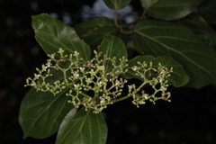 Premna serratifolia